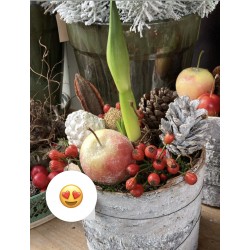 Kerst Amaryllis in pot